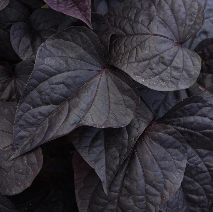 Ipomoea 'spotlight Black' - View 10 from www redcrocus com