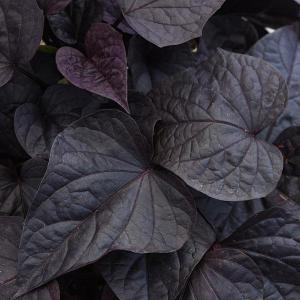 Ipomoea 'spotlight Black' - View 11 from www redcrocus com