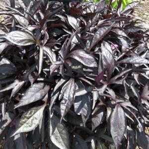 Ipomoea 'spotlight Black' - View 13 from www redcrocus com