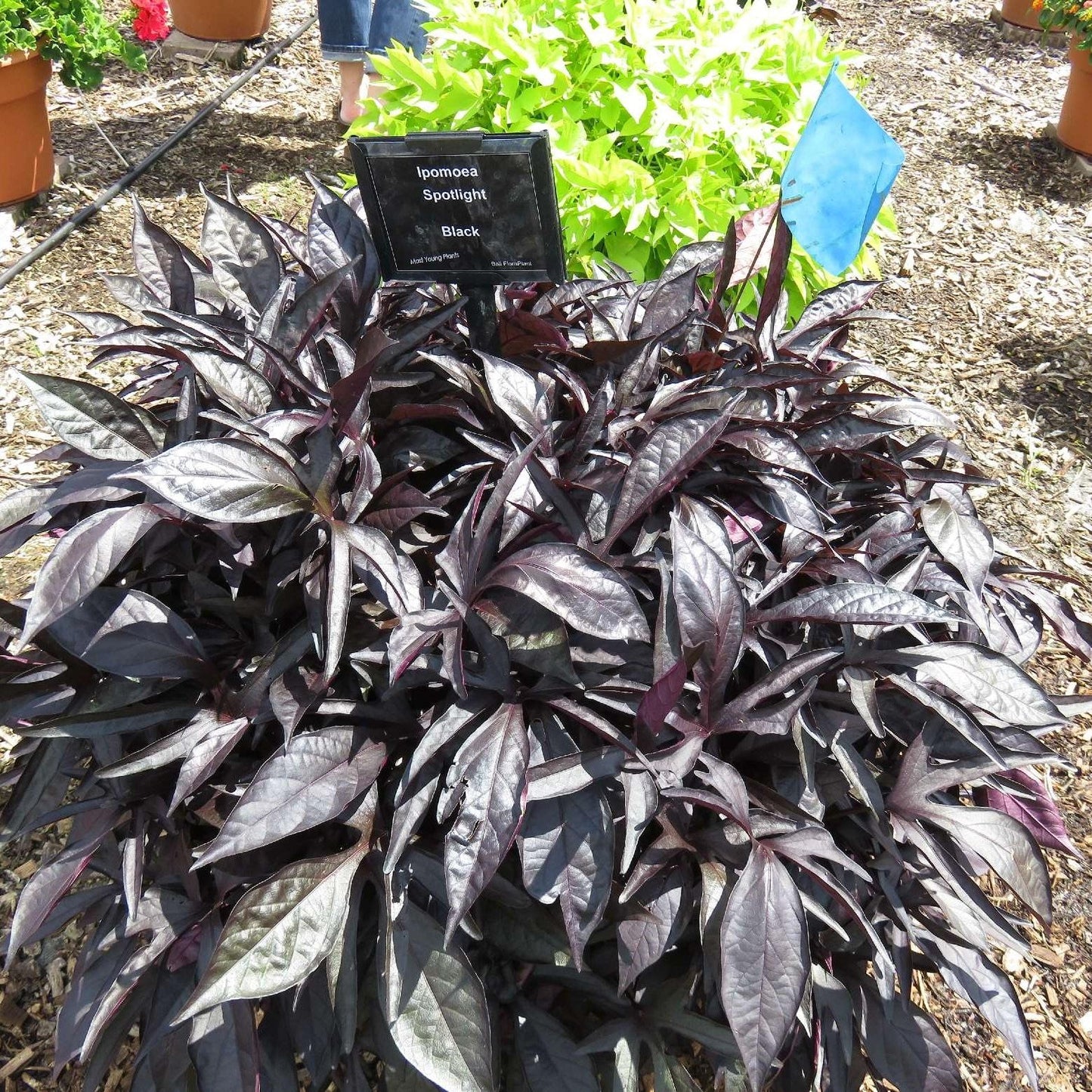 Ipomoea 'spotlight Black' - View 15 from www redcrocus com
