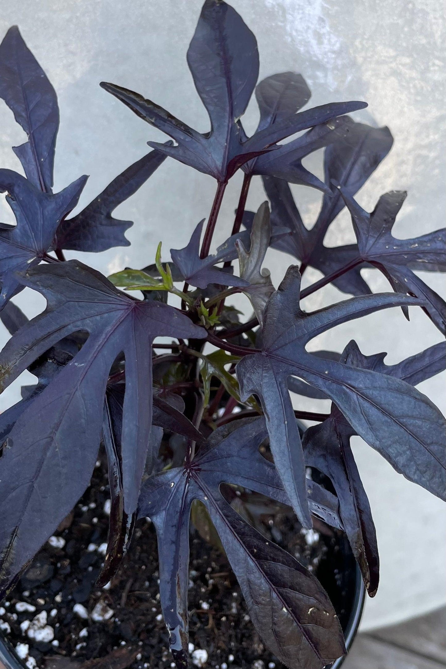 Ipomoea 'spotlight Black' - View 17 from www redcrocus com