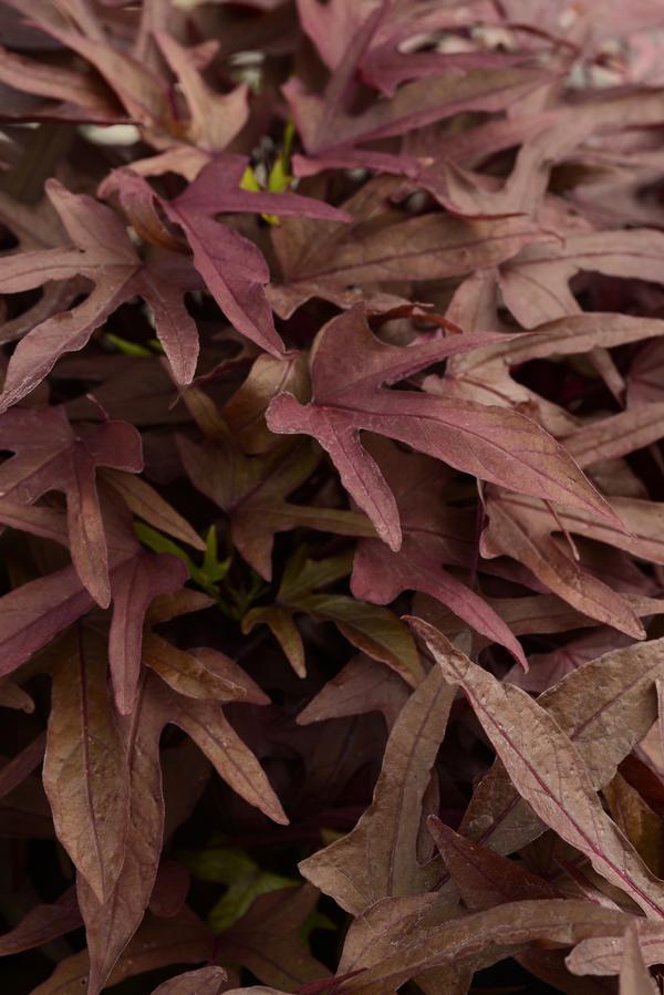 Ipomoea 'spotlight Black' - View 18 from www redcrocus com