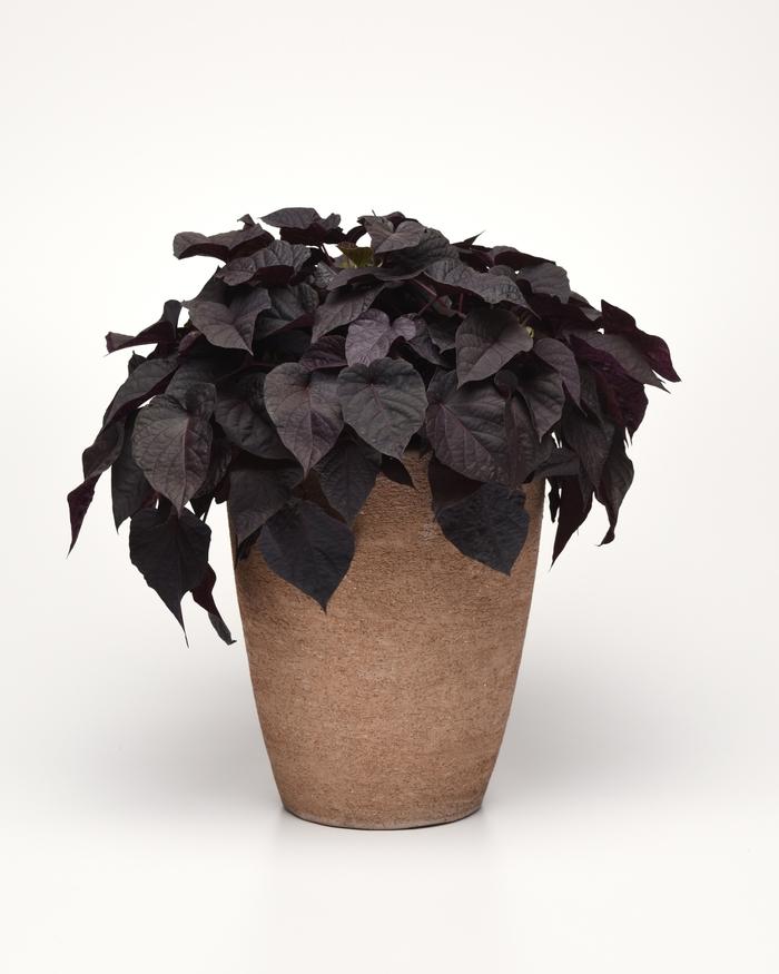 Ipomoea 'spotlight Black' - View 19 from www redcrocus com