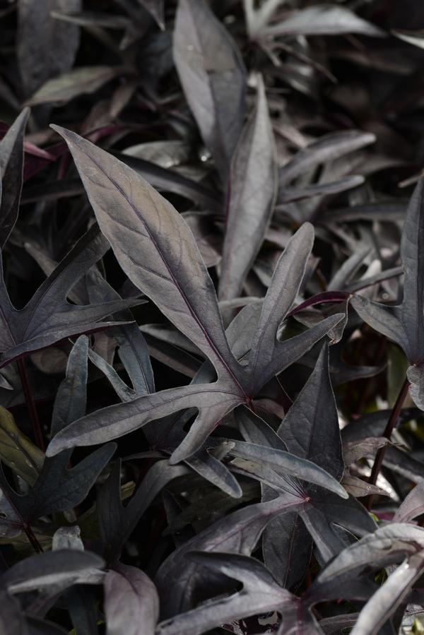 Ipomoea 'spotlight Black' - View 1 from www redcrocus com