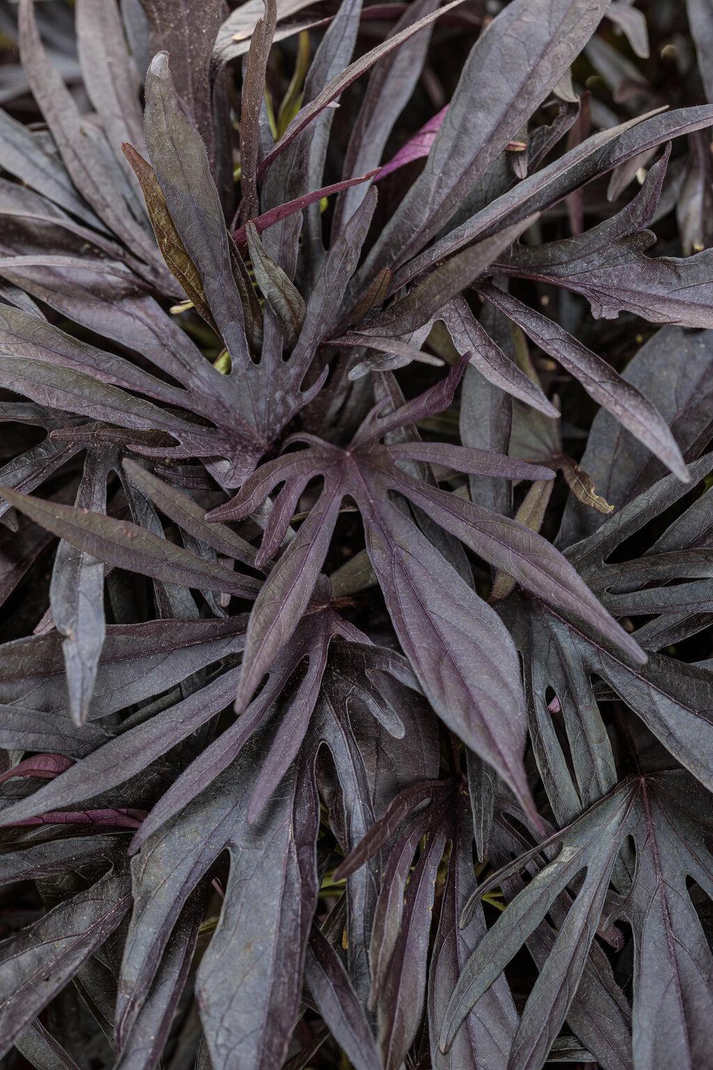 Ipomoea 'spotlight Black' - View 22 from www redcrocus com