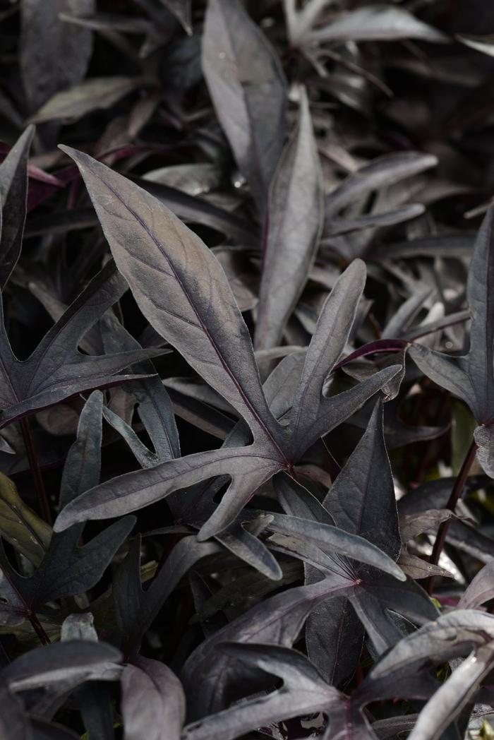 Ipomoea 'spotlight Black' - View 24 from www redcrocus com