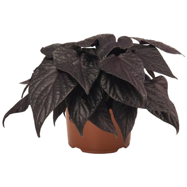 Ipomoea 'spotlight Black' - View 26 from www redcrocus com