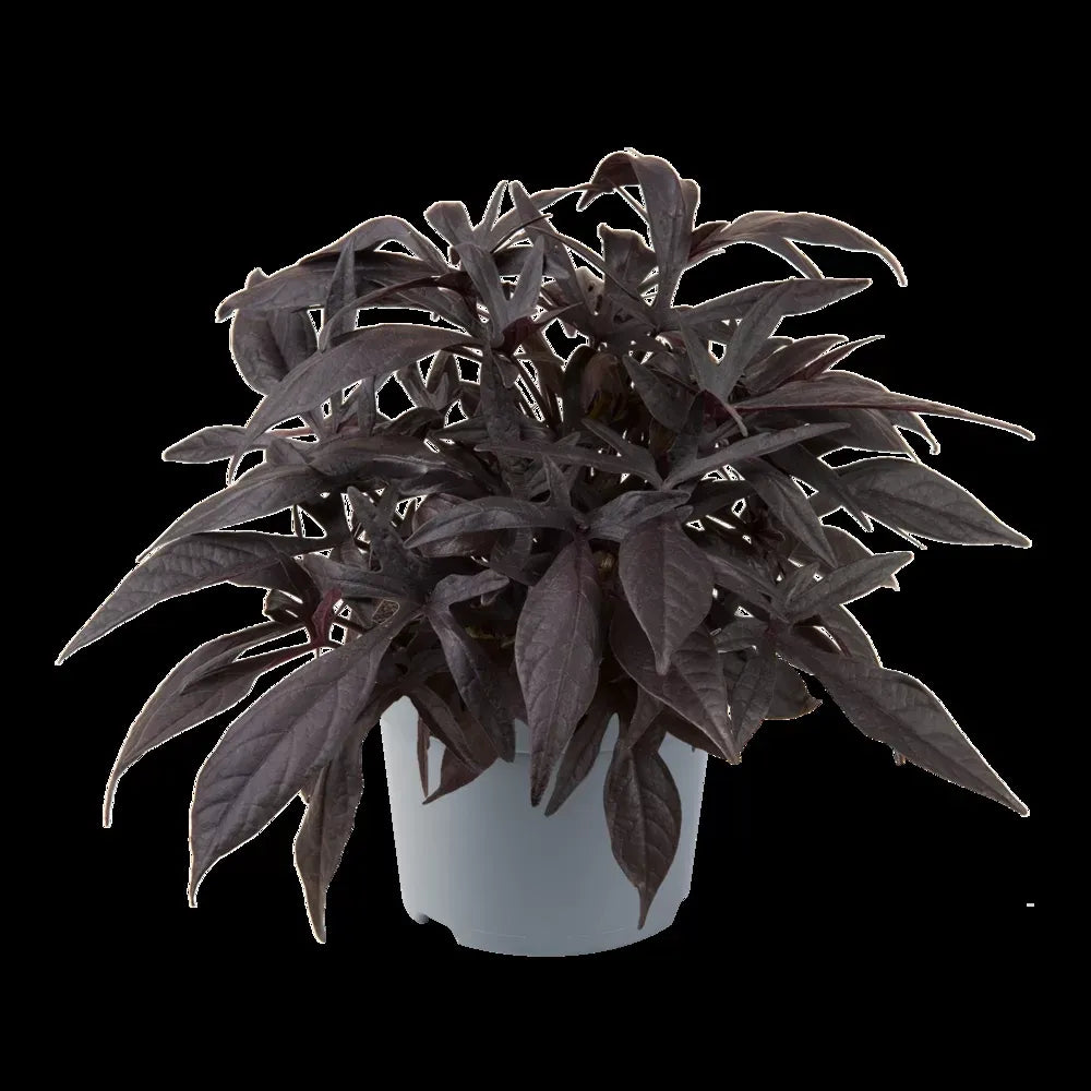 Ipomoea 'spotlight Black' - View 27 from www redcrocus com