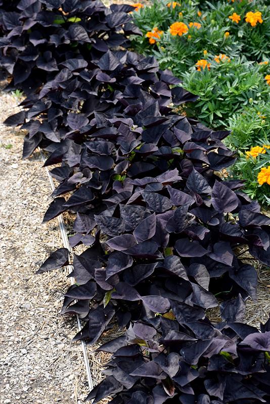 Ipomoea 'spotlight Black' - View 2 from www redcrocus com