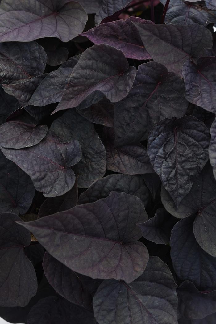 Ipomoea 'spotlight Black' - View 4 from www redcrocus com