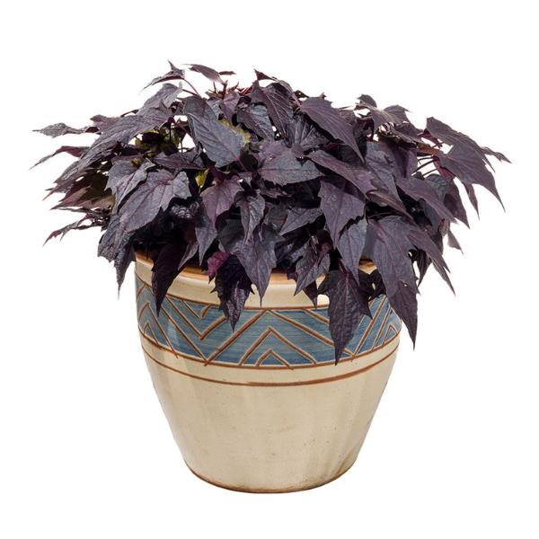 Ipomoea 'spotlight Black' - View 5 from www redcrocus com