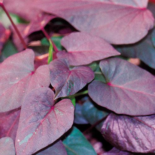 Ipomoea 'spotlight Black' - View 6 from www redcrocus com