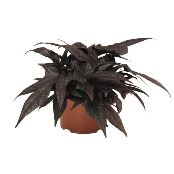 Ipomoea 'spotlight Black' - View 7 from www redcrocus com