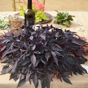 Ipomoea 'spotlight Black' - View 8 from www redcrocus com