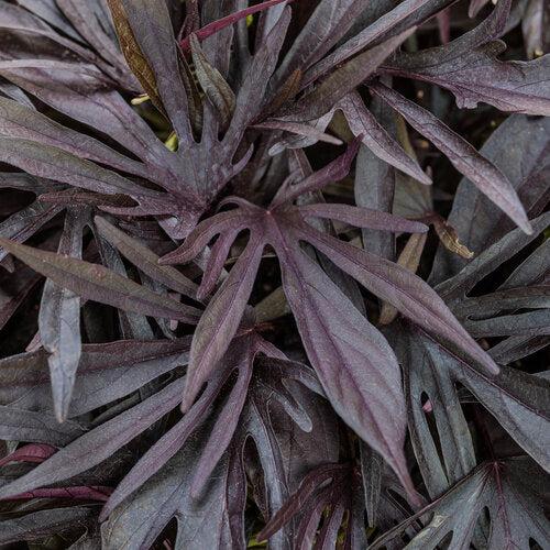Ipomoea 'spotlight Black' - View 9 from www redcrocus com