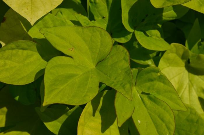 Ipomoea 'spotlight Lime' - View 10 from www redcrocus com