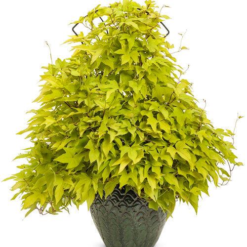 Ipomoea 'spotlight Lime' - View 11 from www redcrocus com