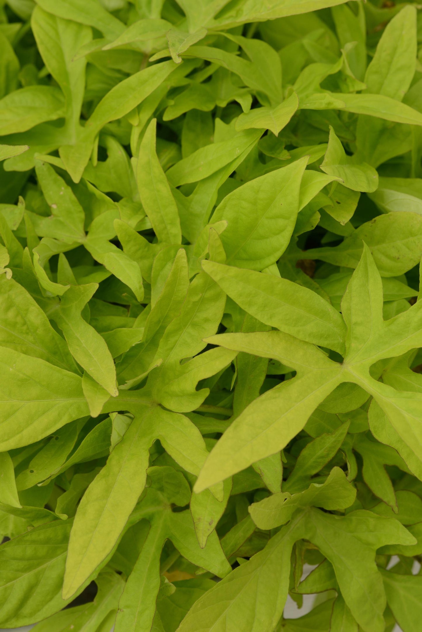 Ipomoea 'spotlight Lime' - View 12 from www redcrocus com
