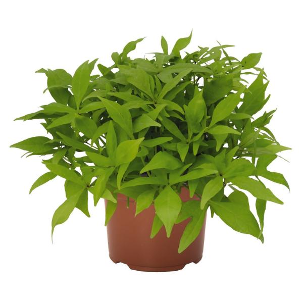 Ipomoea 'spotlight Lime' - View 13 from www redcrocus com