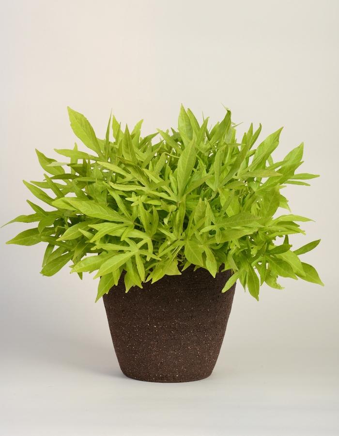 Ipomoea 'spotlight Lime' - View 14 from www redcrocus com