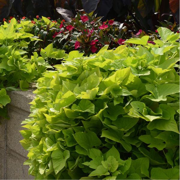 Ipomoea 'spotlight Lime' - View 15 from www redcrocus com
