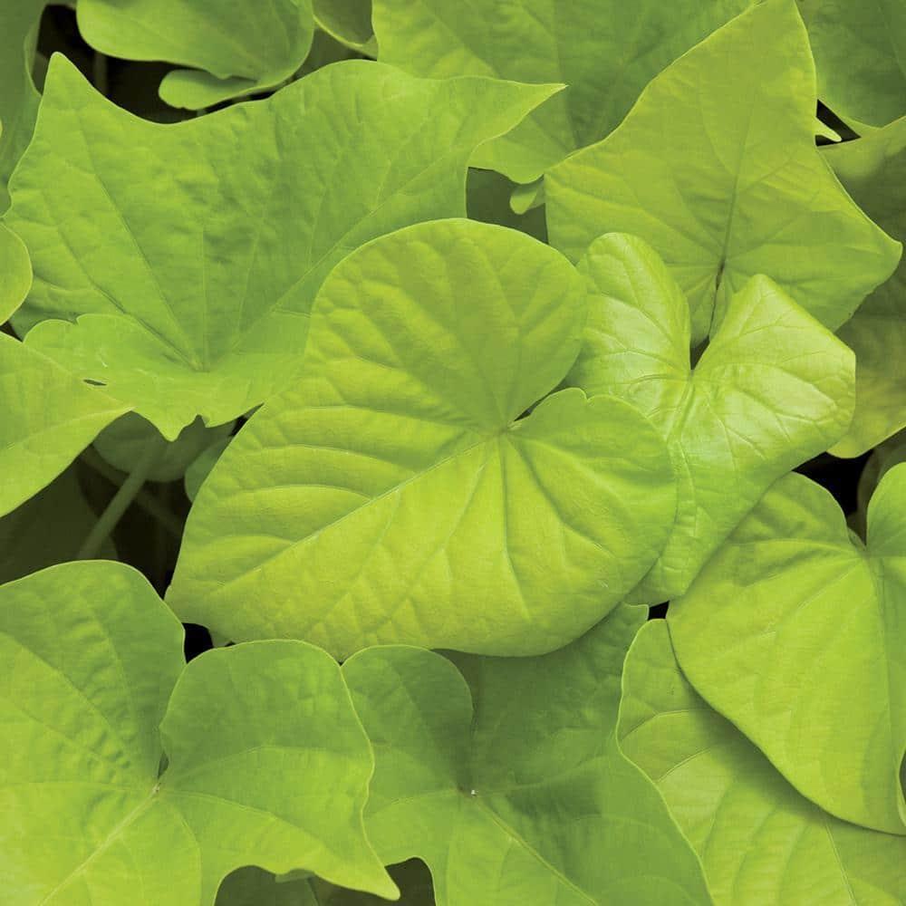 Ipomoea 'spotlight Lime' - View 16 from www redcrocus com