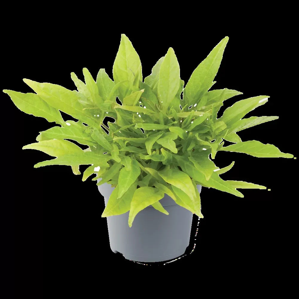 Ipomoea 'spotlight Lime' - View 17 from www redcrocus com