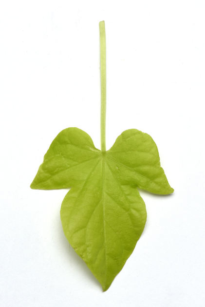 Ipomoea 'spotlight Lime' - View 18 from www redcrocus com