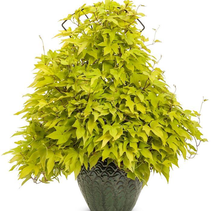 Ipomoea 'spotlight Lime' - View 20 from www redcrocus com
