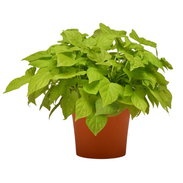 Ipomoea 'spotlight Lime' - View 4 from www redcrocus com