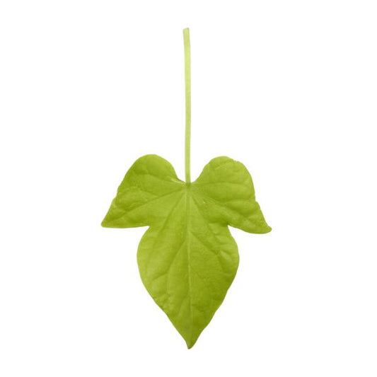 Ipomoea 'spotlight Lime' - View 8 from www redcrocus com