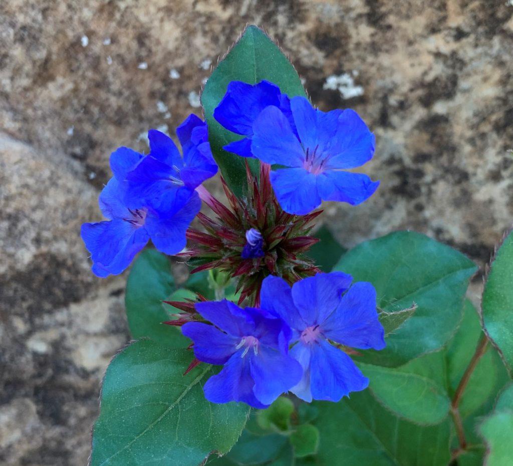 Plumbago, Ceratostigma Plumbaginoides - View 10 from www redcrocus com