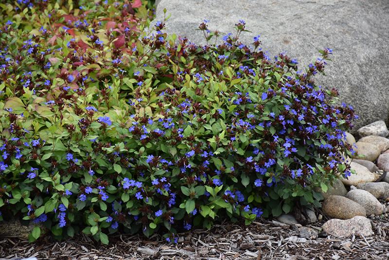 Plumbago, Ceratostigma Plumbaginoides - View 13 from www redcrocus com