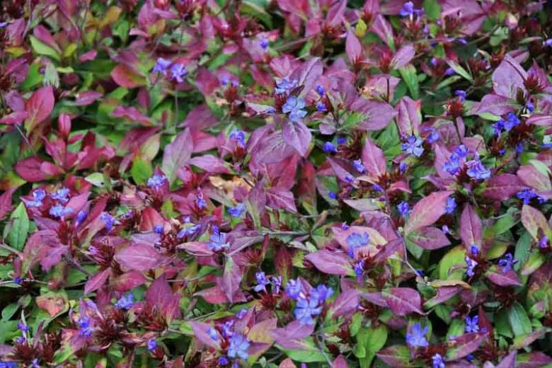 Plumbago, Ceratostigma Plumbaginoides - View 22 from www redcrocus com