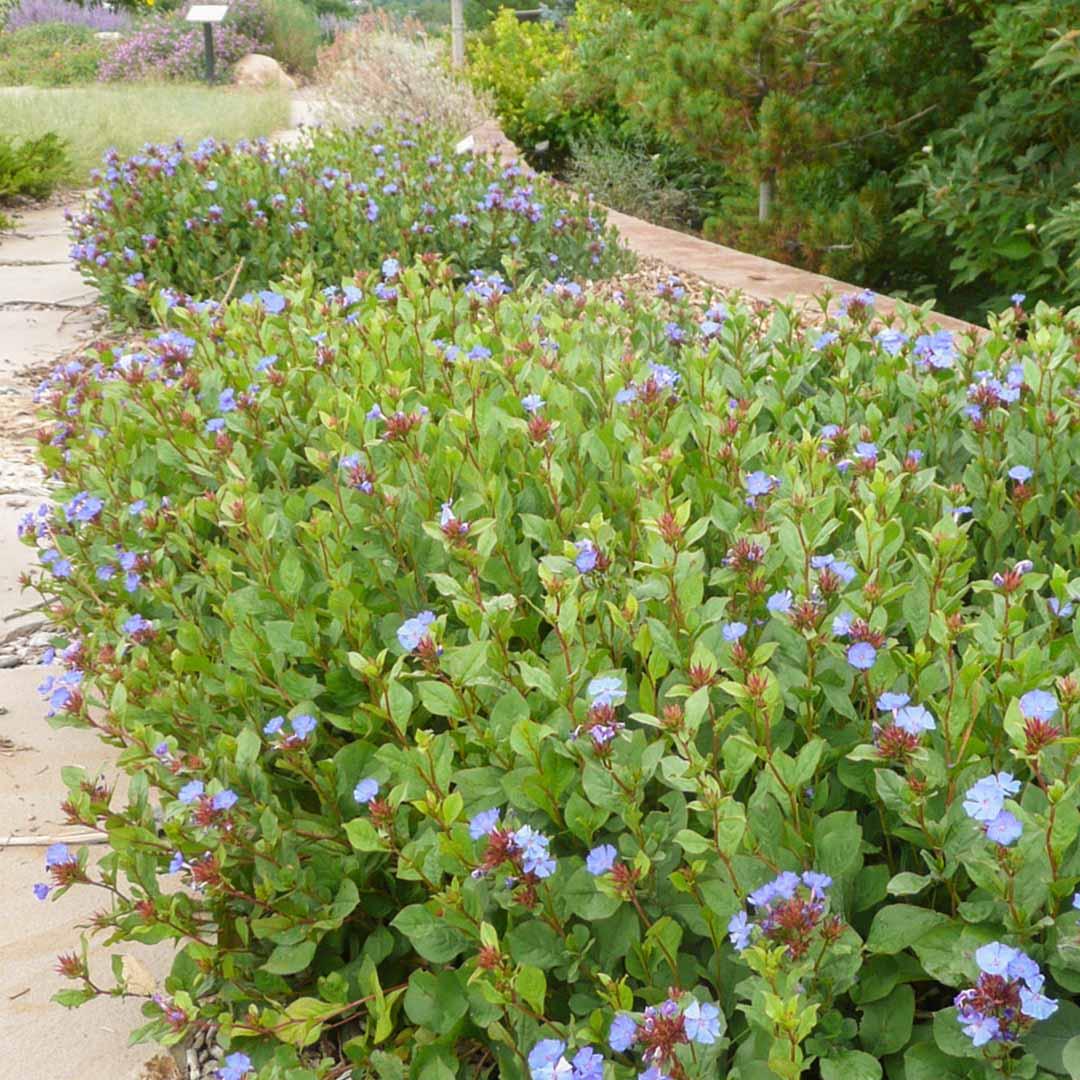 Plumbago, Ceratostigma Plumbaginoides - View 24 from www redcrocus com