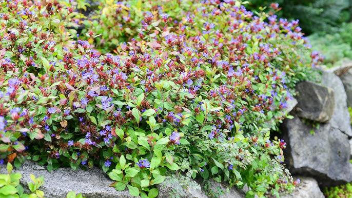 Plumbago, Ceratostigma Plumbaginoides - View 26 from www redcrocus com