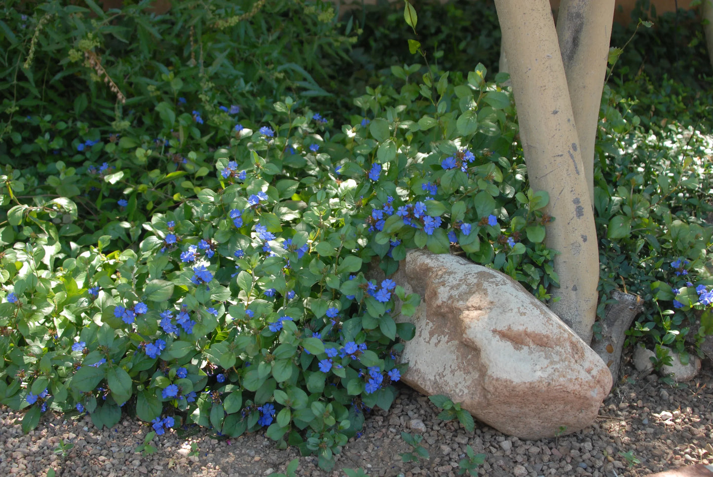 Plumbago, Ceratostigma Plumbaginoides - View 28 from www redcrocus com