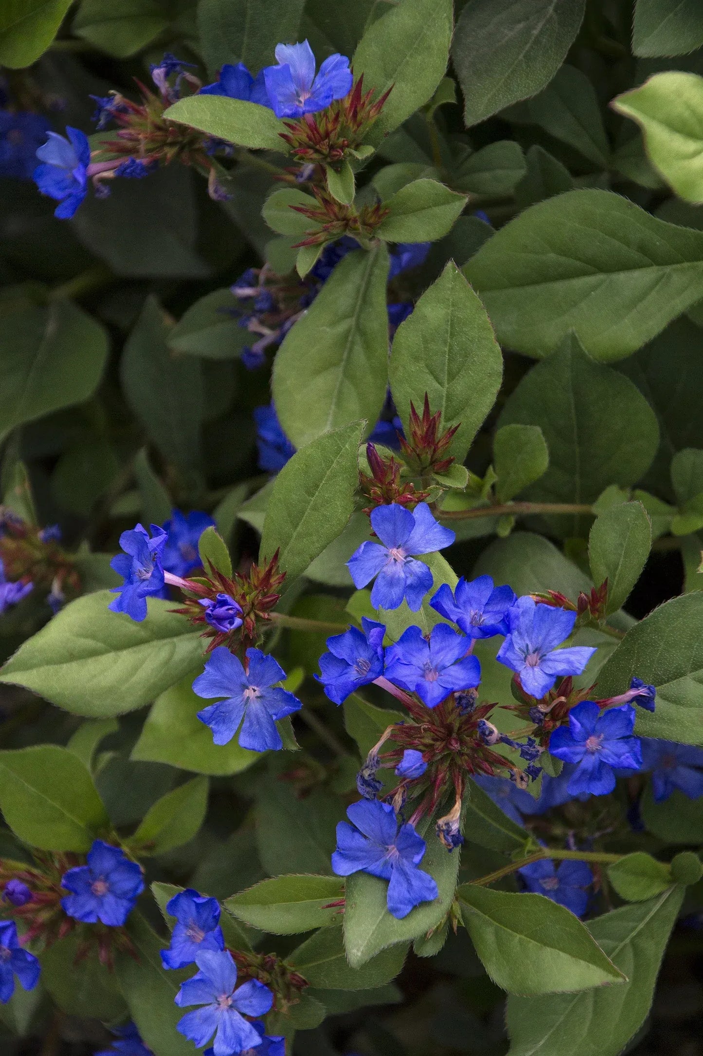 Plumbago, Ceratostigma Plumbaginoides - View 29 from www redcrocus com