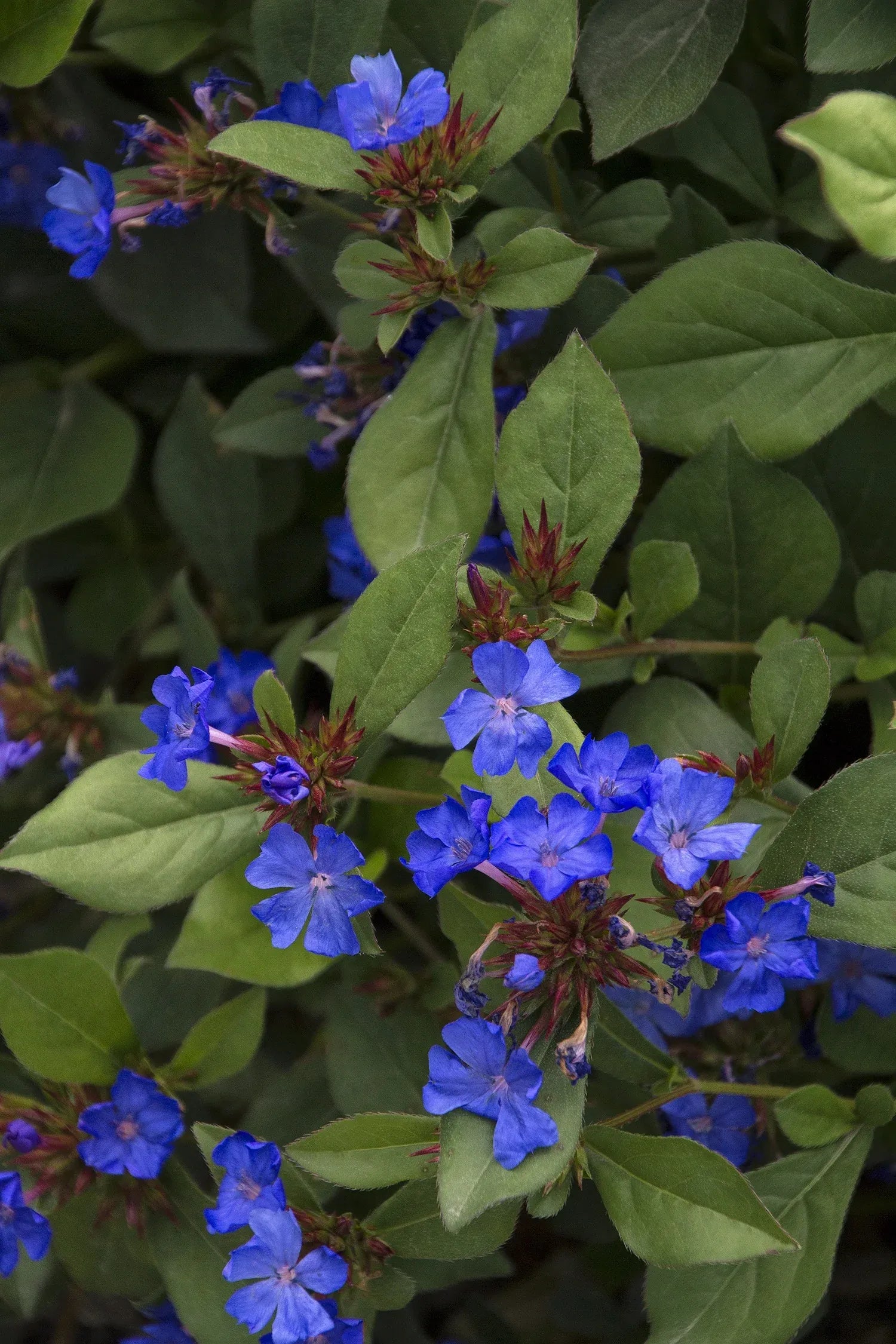Plumbago, Ceratostigma Plumbaginoides - View 29 from www redcrocus com