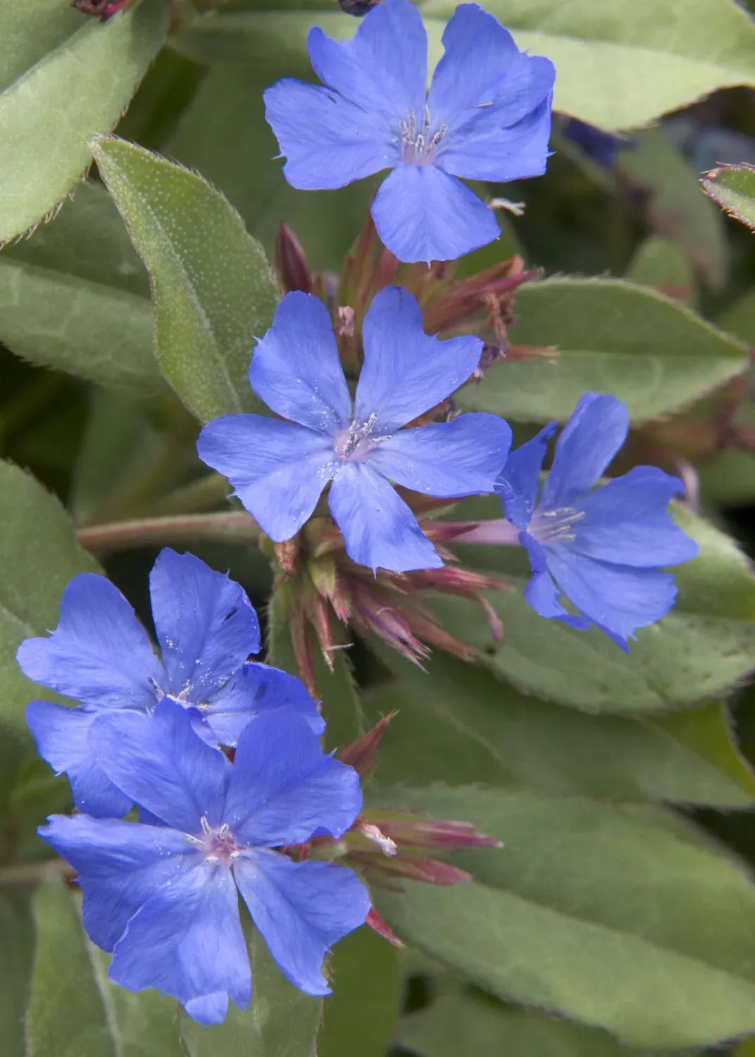 Plumbago, Ceratostigma Plumbaginoides - View 30 from www redcrocus com