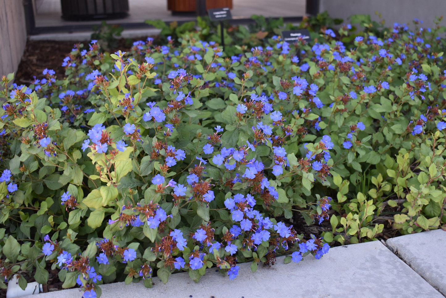 Plumbago, Ceratostigma Plumbaginoides - View 31 from www redcrocus com