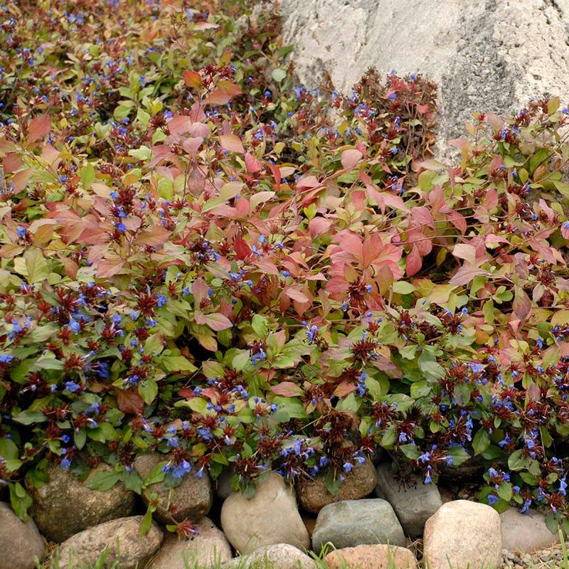 Plumbago, Ceratostigma Plumbaginoides - View 32 from www redcrocus com