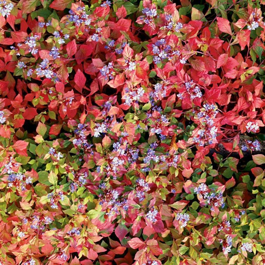 Plumbago, Ceratostigma Plumbaginoides - View 33 from www redcrocus com