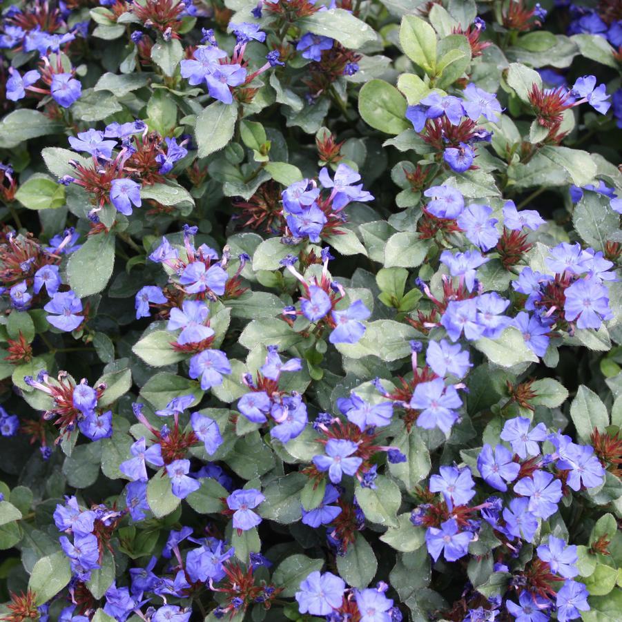 Plumbago, Ceratostigma Plumbaginoides - View 35 from www redcrocus com