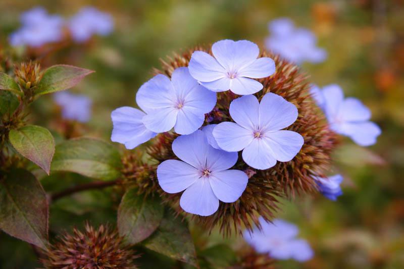 Plumbago, Ceratostigma Plumbaginoides - View 36 from www redcrocus com