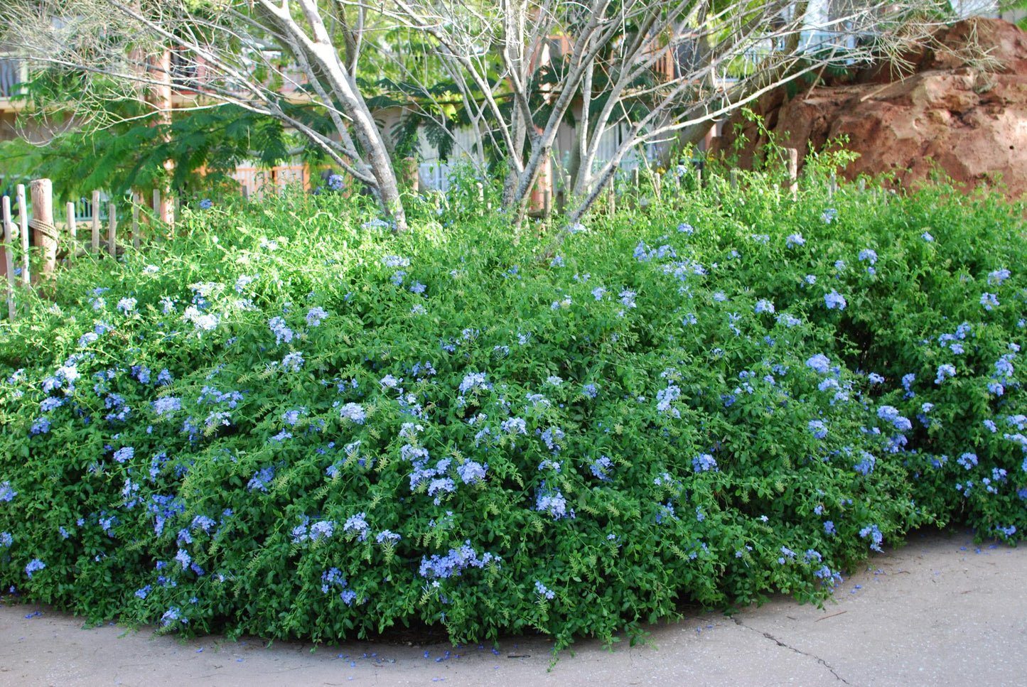 Plumbago, Ceratostigma Plumbaginoides - View 37 from www redcrocus com