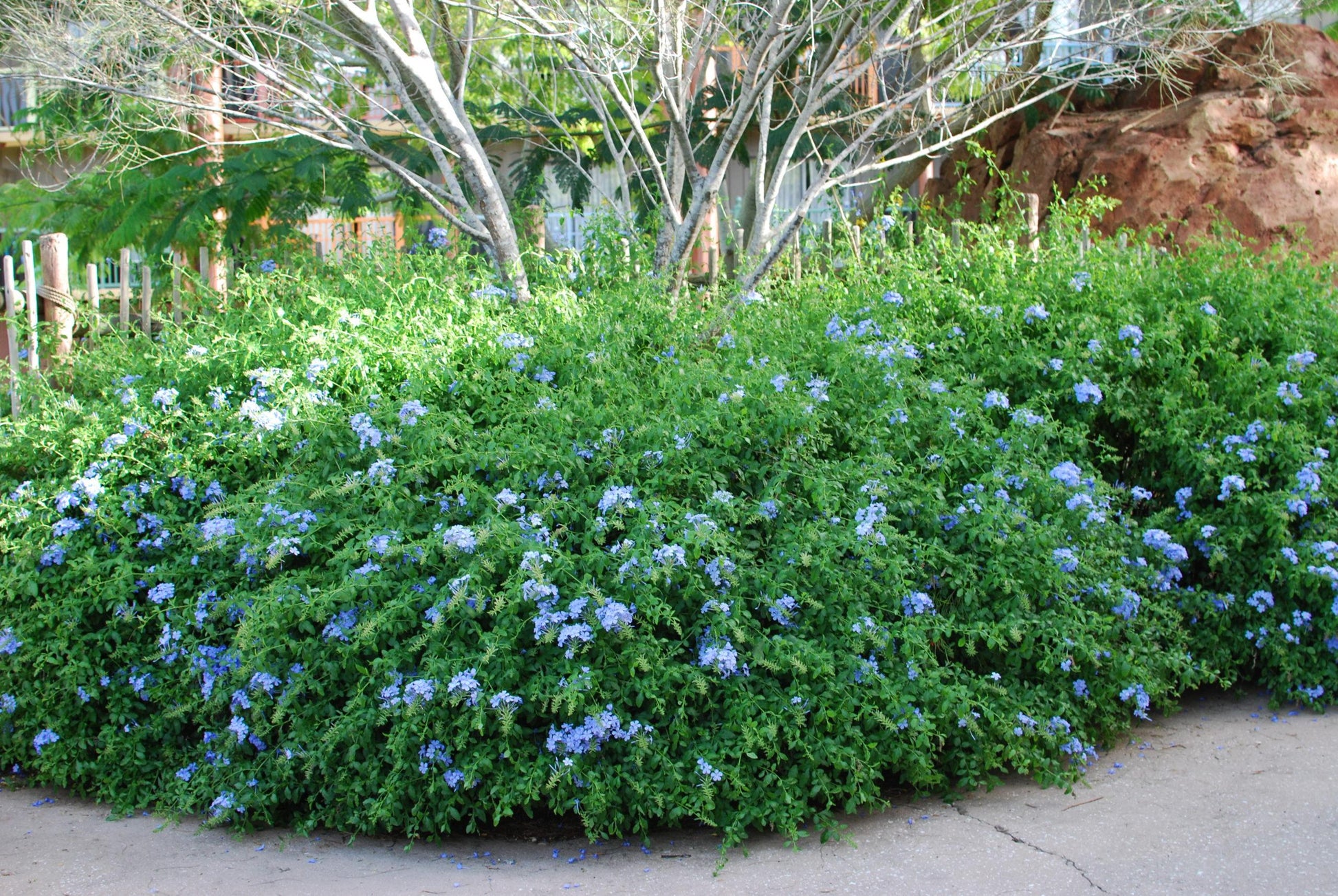 Plumbago, Ceratostigma Plumbaginoides - View 37 from www redcrocus com