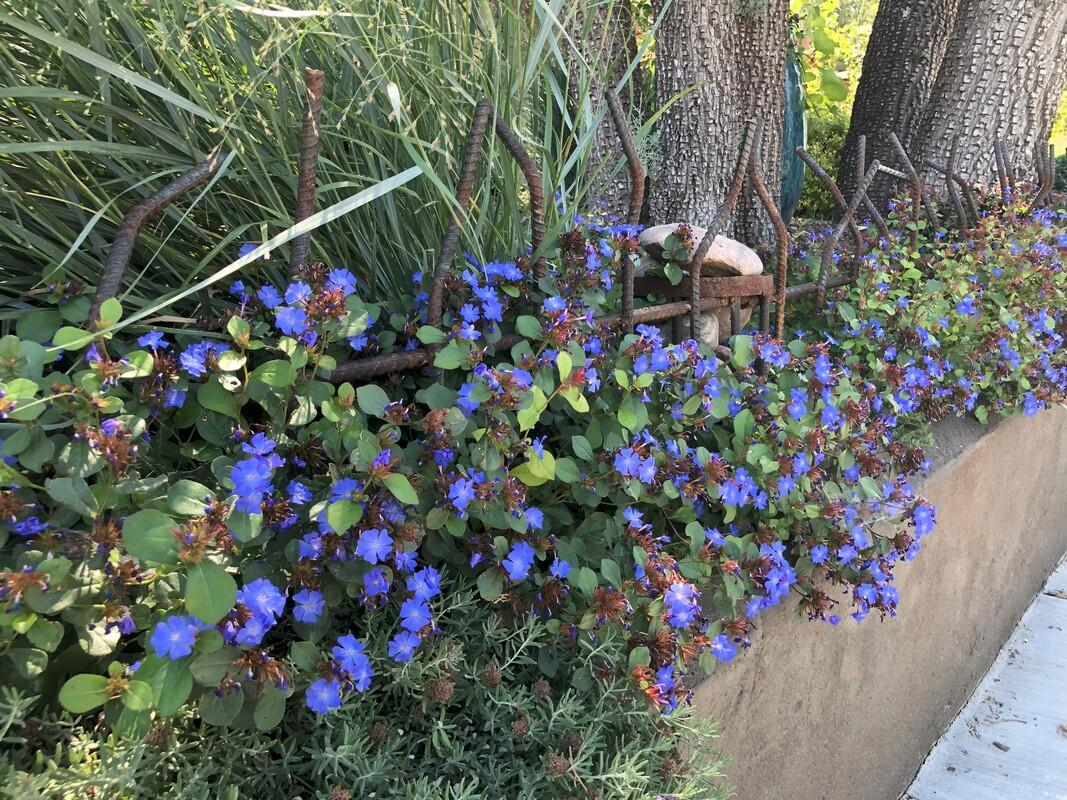 Plumbago, Ceratostigma Plumbaginoides - View 38 from www redcrocus com