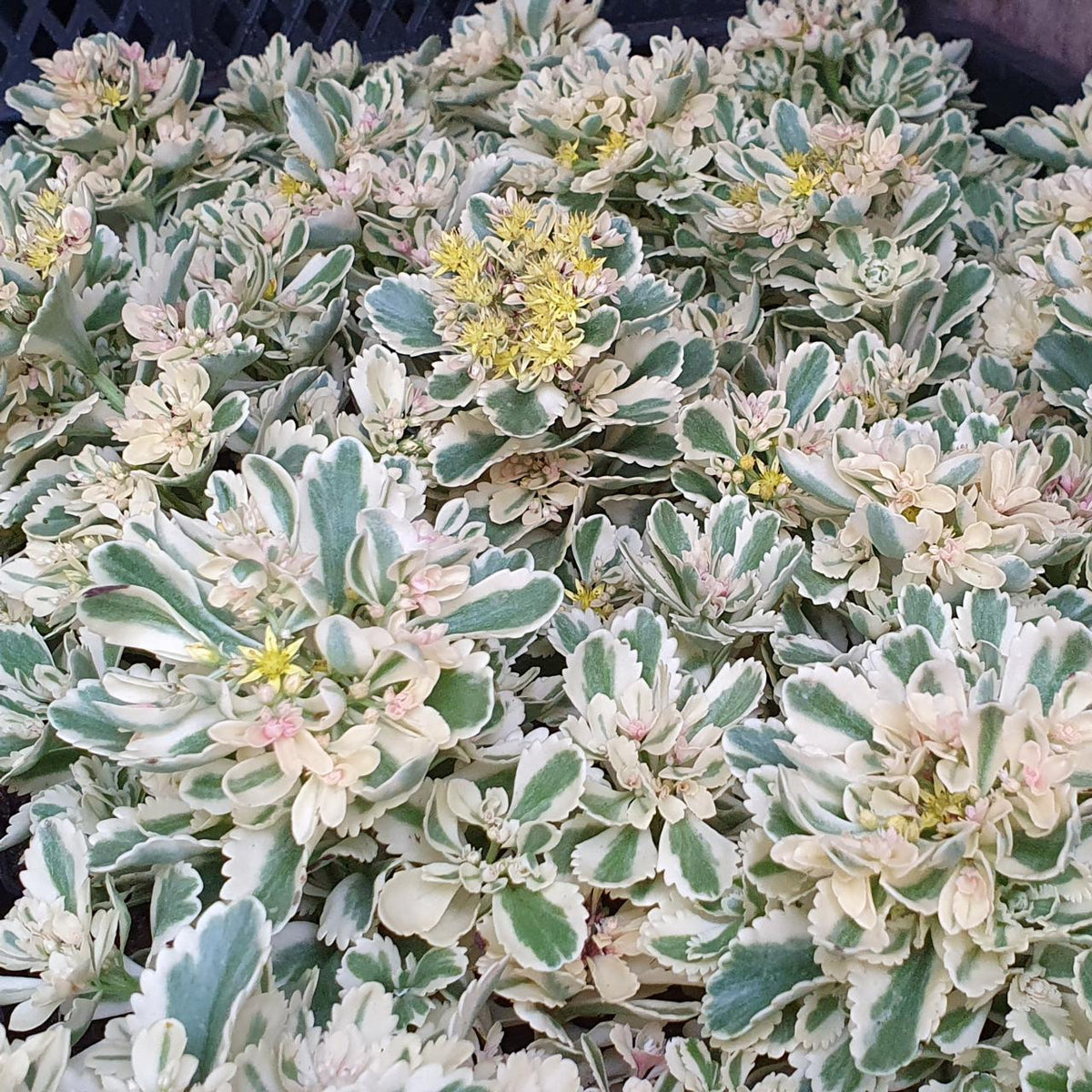 Sedum 'atlantis' - View 10 from www redcrocus com