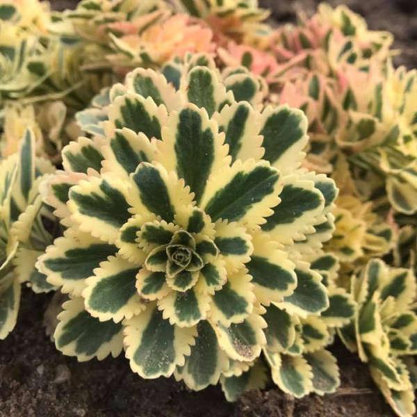 Sedum 'atlantis' - View 11 from www redcrocus com